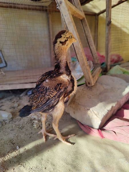 2.5 Months Mushka Lassani Chicks For sale. 5