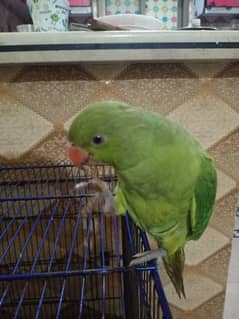 3 Month Ringneck Parrot