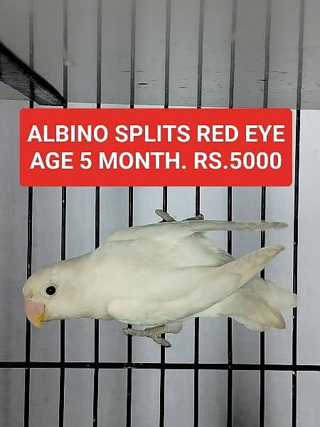 albino split red eye and breeder pair 1