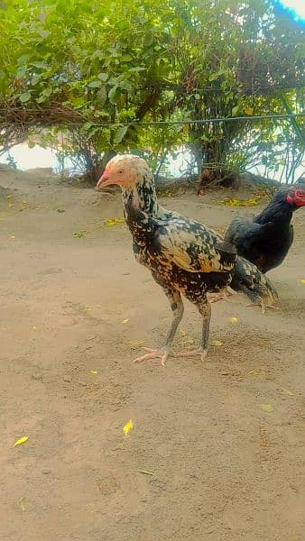 Aseel birds for sale 2