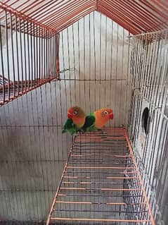 Fischer Lover Bird for sale with cage