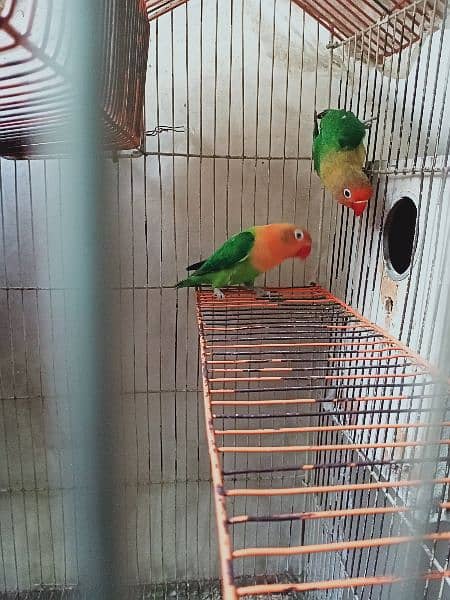 Fischer Lover Bird for sale with cage 1
