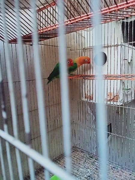 Fischer Lover Bird for sale with cage 2