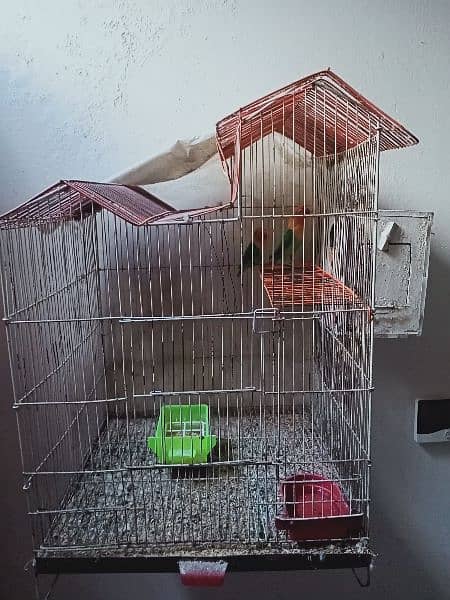 Fischer Lover Bird for sale with cage 3