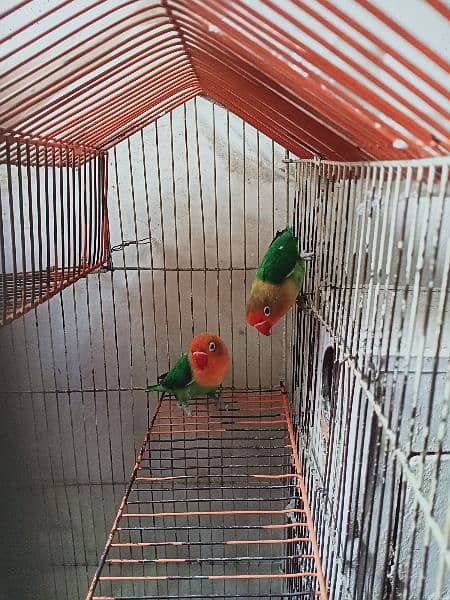 Fischer Lover Bird for sale with cage 4