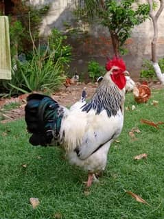 Light sussex rooster for sale 14 months old 0