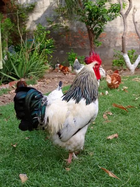 Light sussex rooster for sale 14 months old 2