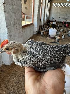 white black misri chicks  full vaccinated healthy chicks