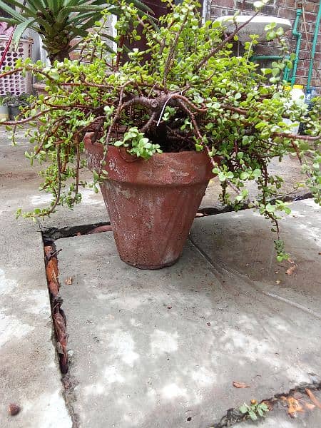 beautiful plants for sale 1