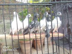complete breeding set up with 25 excellent high flying pigeon babies
