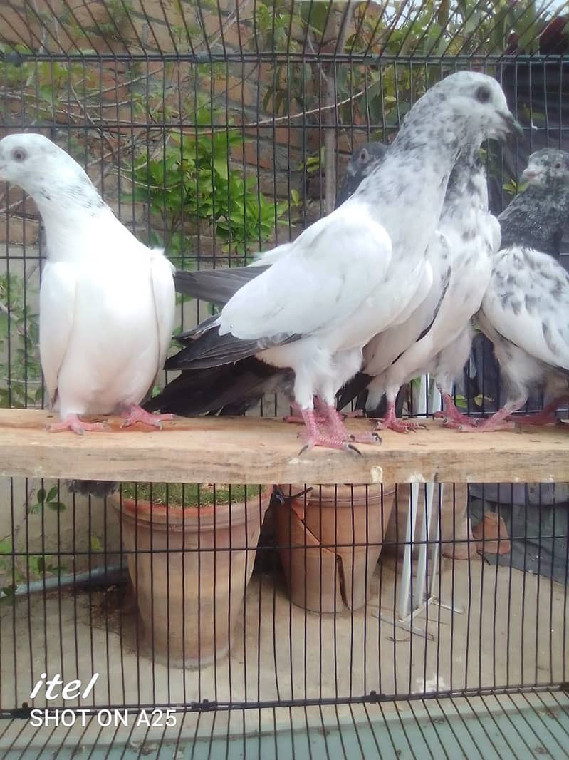 20 excellent high flying pigeon babies ready to go in new homes 1