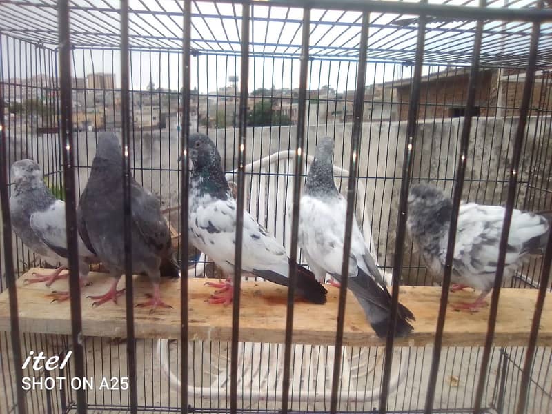 20 excellent high flying pigeon babies ready to go in new homes 2