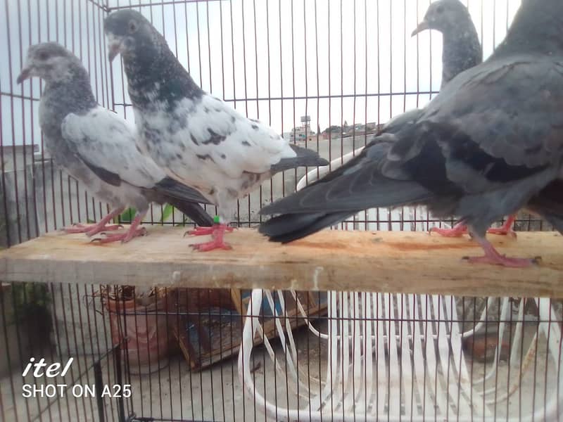 20 excellent high flying pigeon babies ready to go in new homes 3