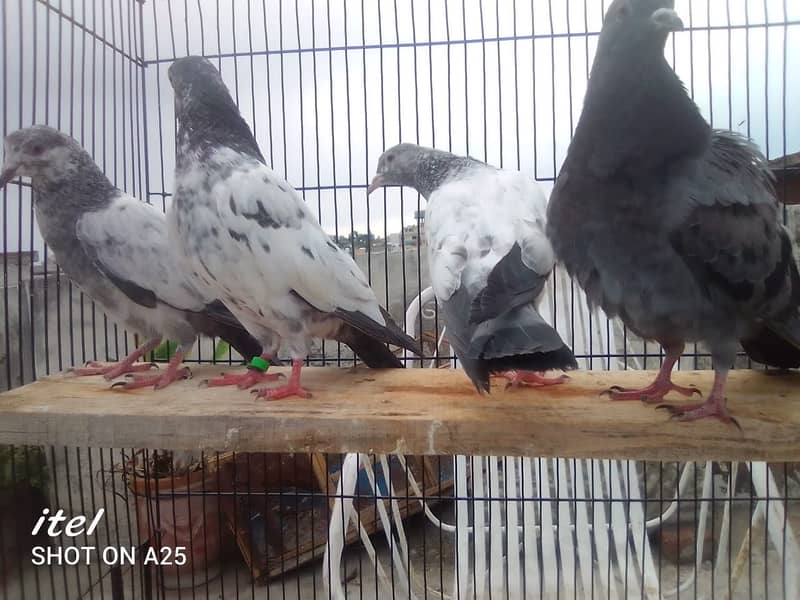 20 excellent high flying pigeon babies ready to go in new homes 4