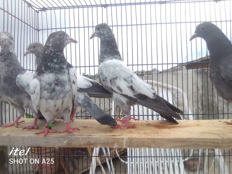 20 excellent high flying pigeon babies ready to go in new homes 5