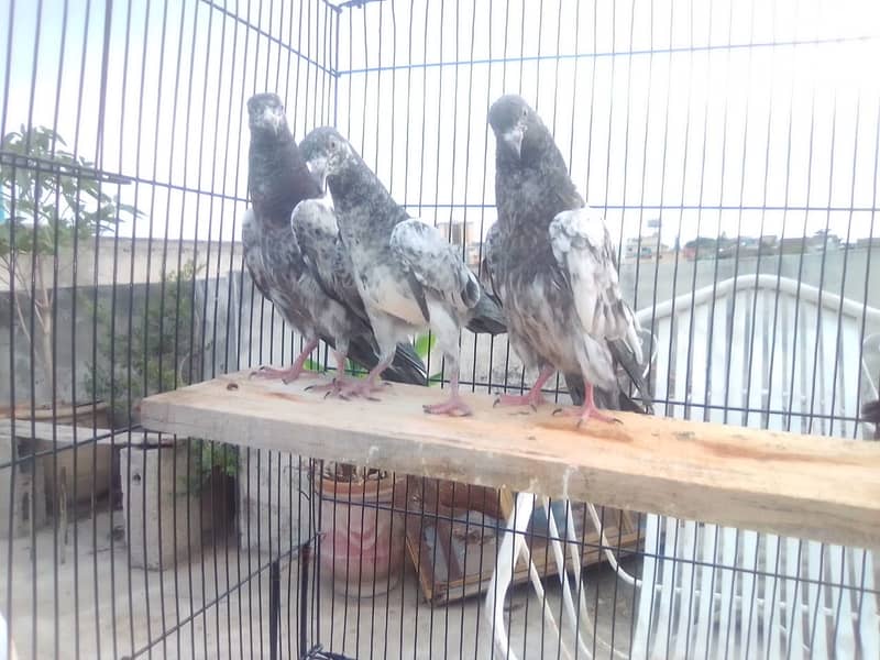 20 excellent high flying pigeon babies ready to go in new homes 6