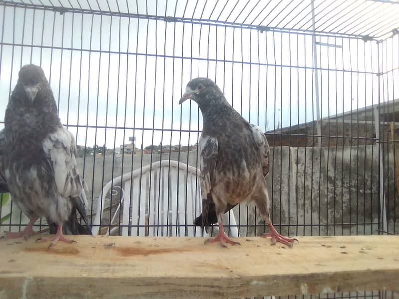 20 excellent high flying pigeon babies ready to go in new homes 7