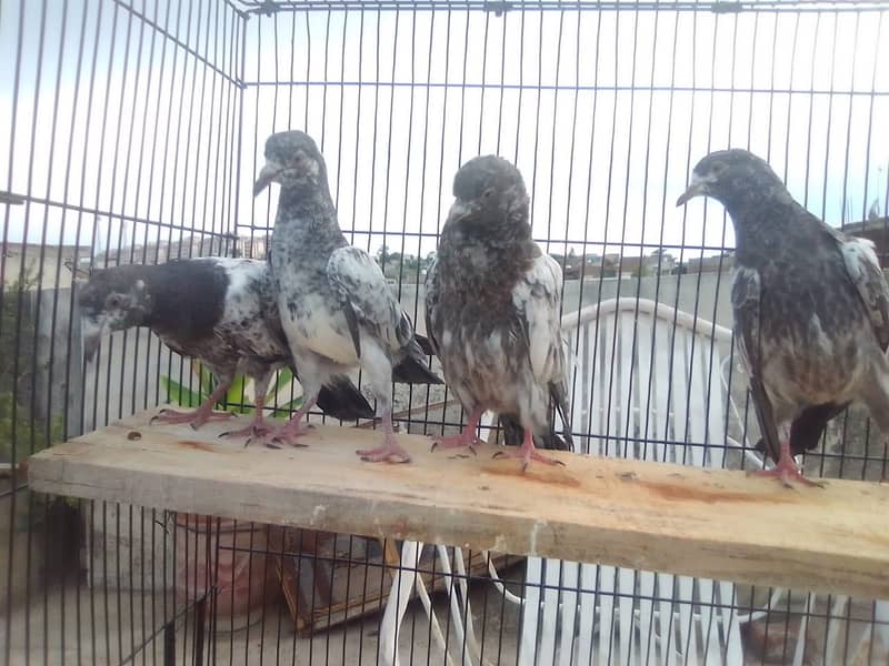 20 excellent high flying pigeon babies ready to go in new homes 8