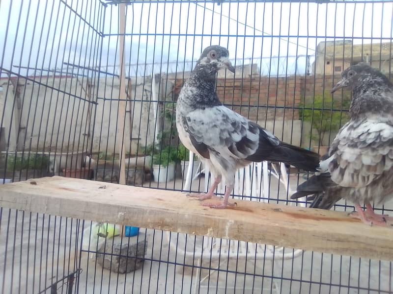 20 excellent high flying pigeon babies ready to go in new homes 9