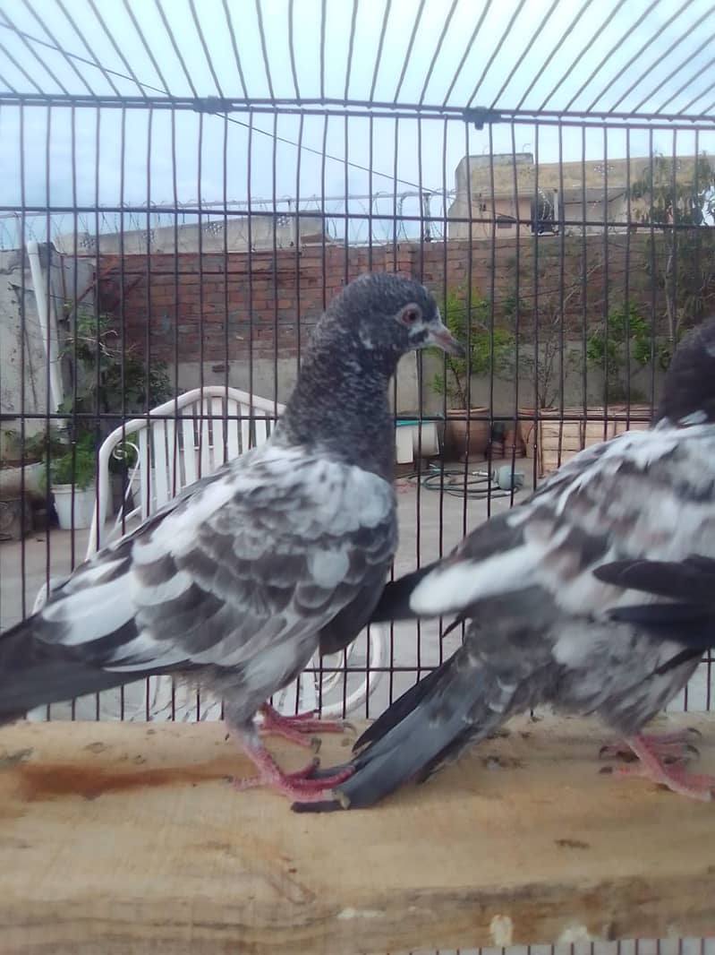 20 excellent high flying pigeon babies ready to go in new homes 10