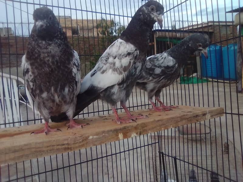 20 excellent high flying pigeon babies ready to go in new homes 11