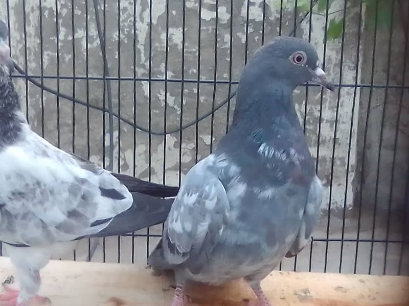 20 excellent high flying pigeon babies ready to go in new homes 12