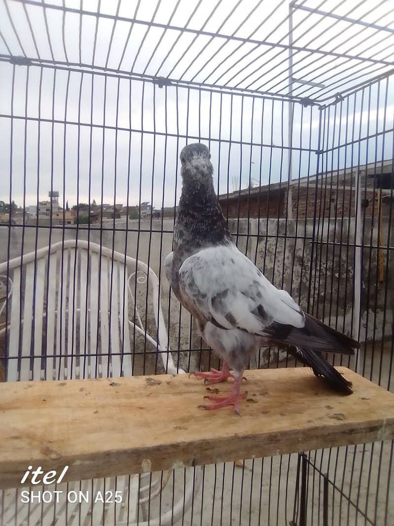 20 excellent high flying pigeon babies ready to go in new homes 14