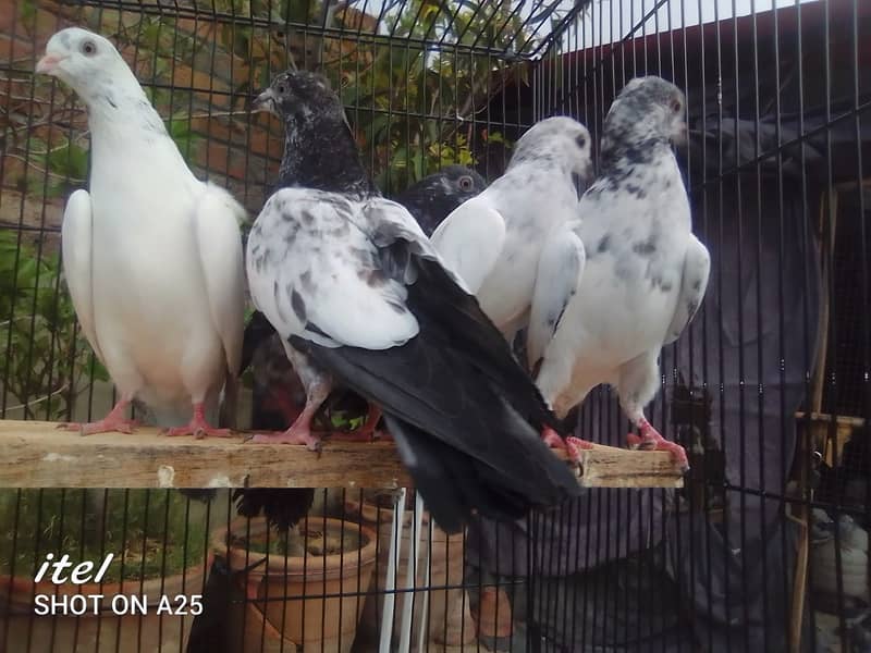 20 excellent high flying pigeon babies ready to go in new homes 17