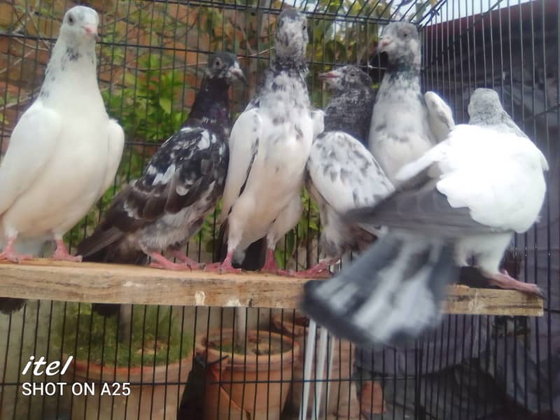 20 excellent high flying pigeon babies ready to go in new homes 18