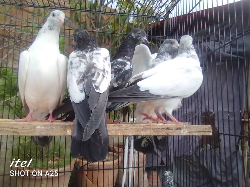 20 excellent high flying pigeon babies ready to go in new homes 19