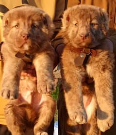 Alabai dog | king Alabai puppies pair 2 month age 0
