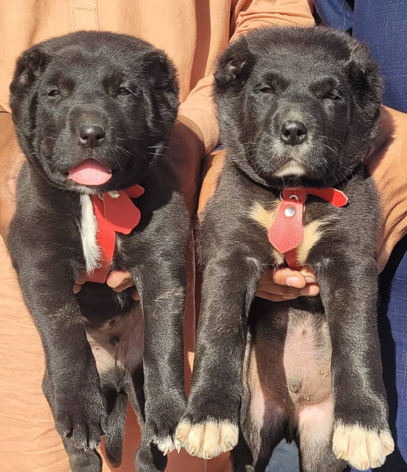 Alabai dog | king Alabai puppies pair 2 month age 1