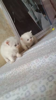 4 kittens pure persian triple coated for sale