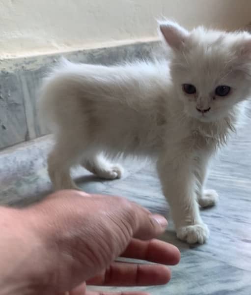 persian kitten (whatsapp 03”25”109”47”01) 1