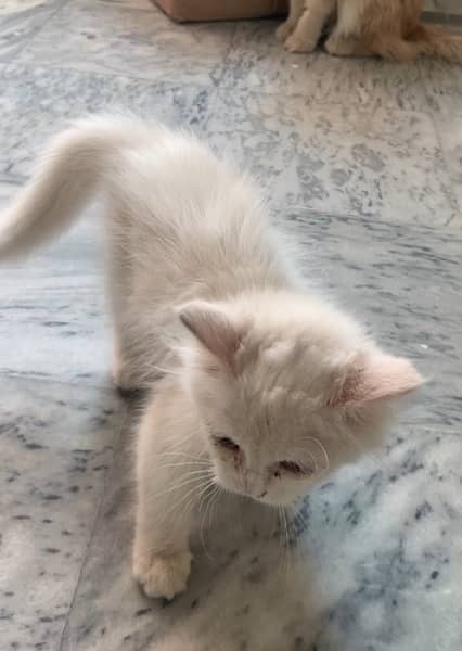 persian kitten (whatsapp 03”25”109”47”01) 4