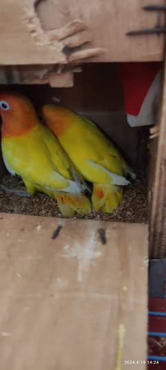 Yellow Love Birds Pair with Cage 0