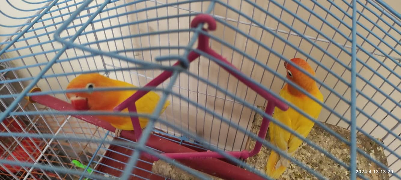 Yellow Love Birds Pair with Cage 1