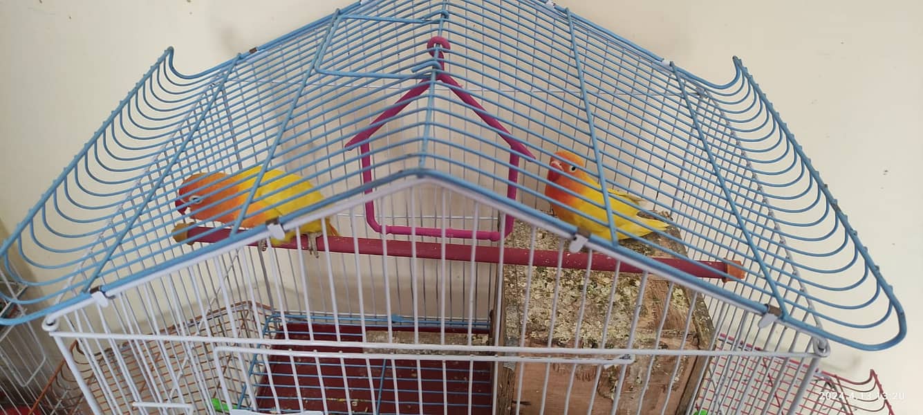 Yellow Love Birds Pair with Cage 2