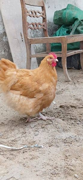 Buff Orpington Hatching Eggs 0