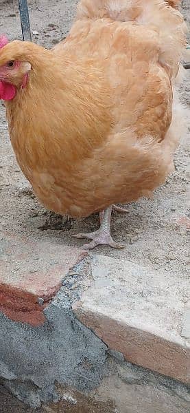 Buff Orpington Hatching Eggs 2