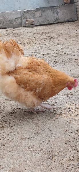 Buff Orpington Hatching Eggs 3