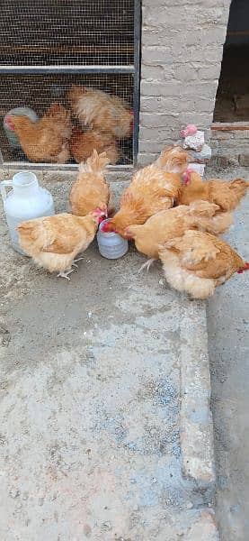 Buff Orpington Hatching Eggs 5