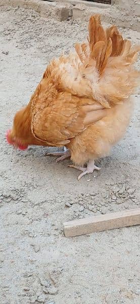 Buff Orpington Hatching Eggs 6