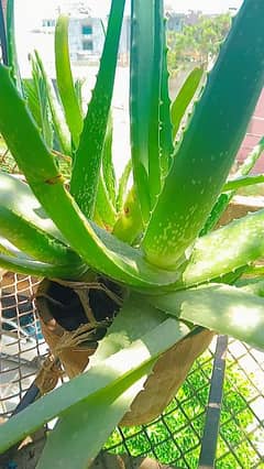 Aloe Vera plant (grown)