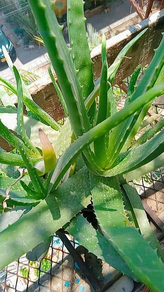 Aloe Vera plant (grown) 1