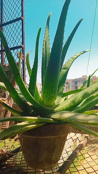 Aloe Vera plant (grown) 2