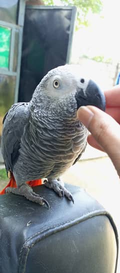 African Grey parrot, Hand Tamed