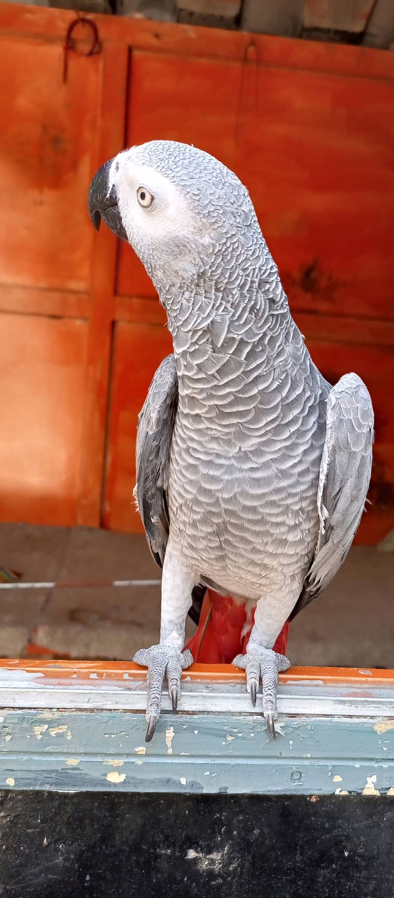 African Grey parrot, Hand Tamed 2
