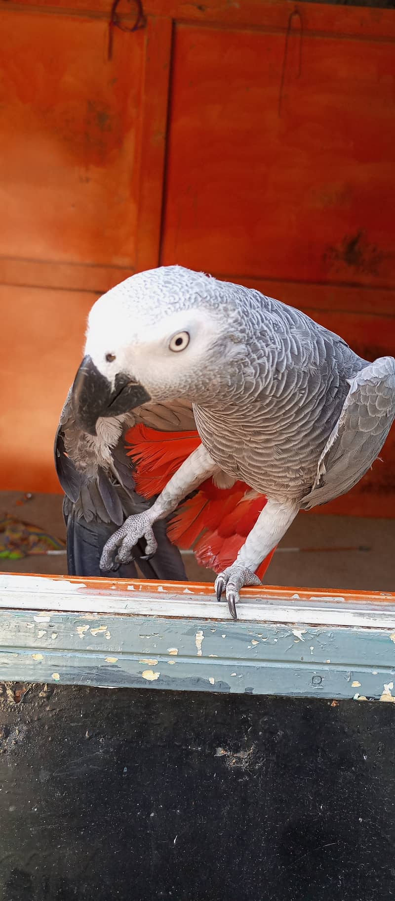 African Grey parrot, Hand Tamed 3