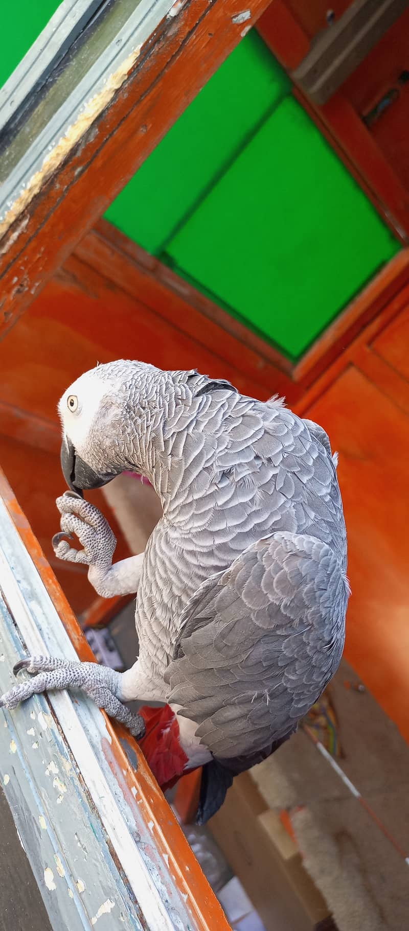 African Grey parrot, Hand Tamed 4
